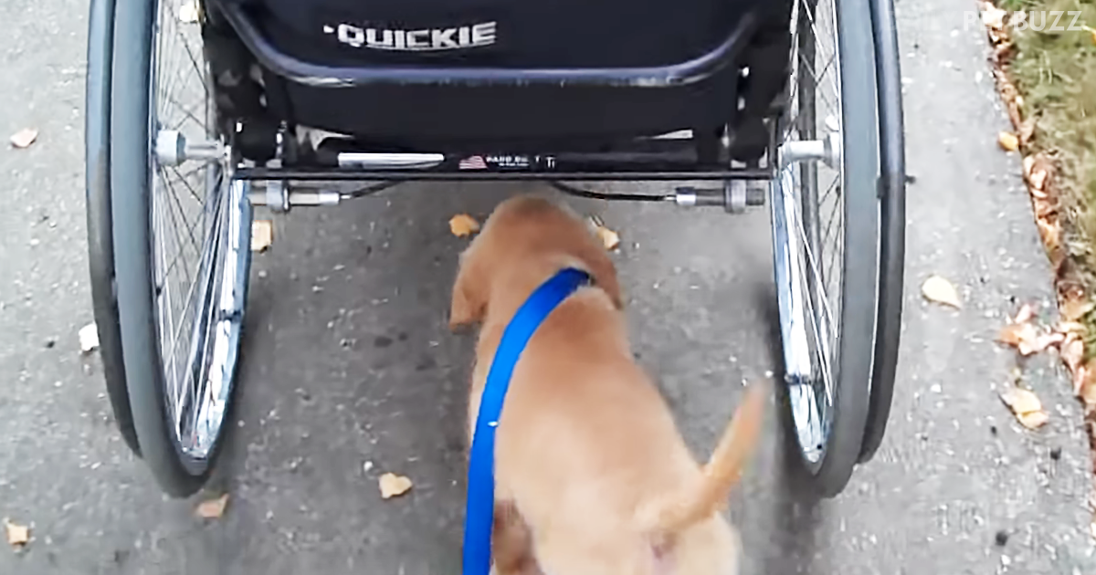 Sweetest Golden Retriever Puppy Is Quite Happy Leading Himself At Walk Time