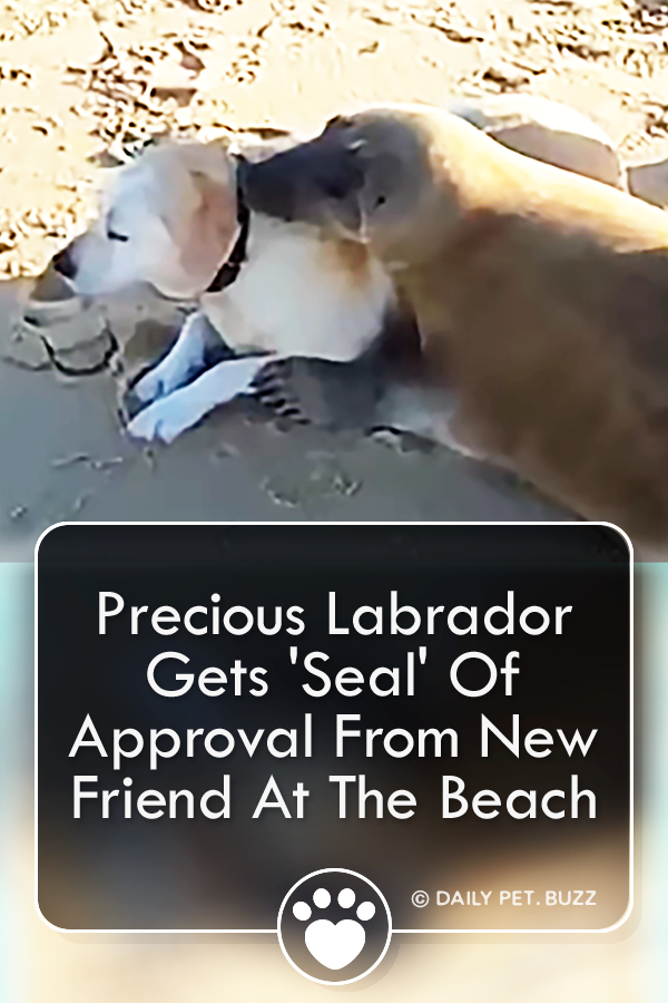Precious Labrador Gets \'Seal\' Of Approval From New Friend At The Beach