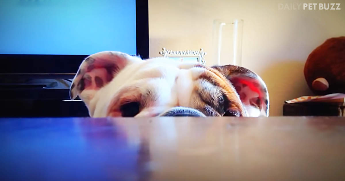 Bulldog Puppy Plays Peek-A-Boo And Is Genuinely Shocked His Dad Can See Him