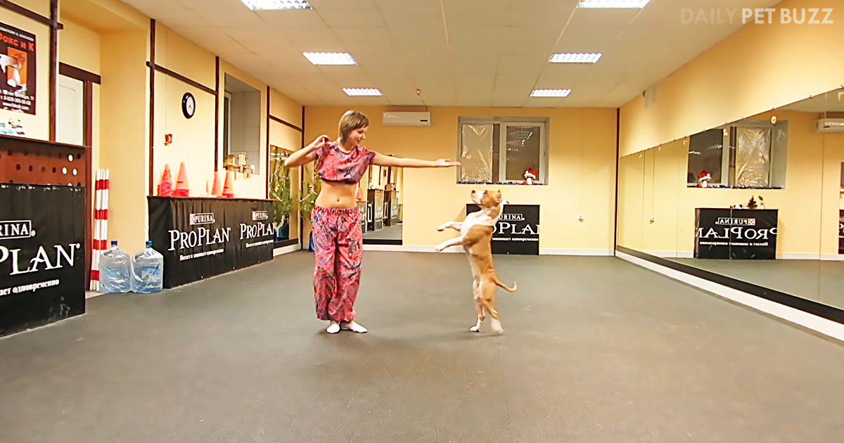 This Clever Pitbull Has Some Very Impressive Dance Moves