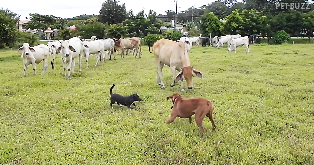 Rhodesian Ridgeback Gets Distracted In Paddock And Bull Gets A Little Too Close For Comfort