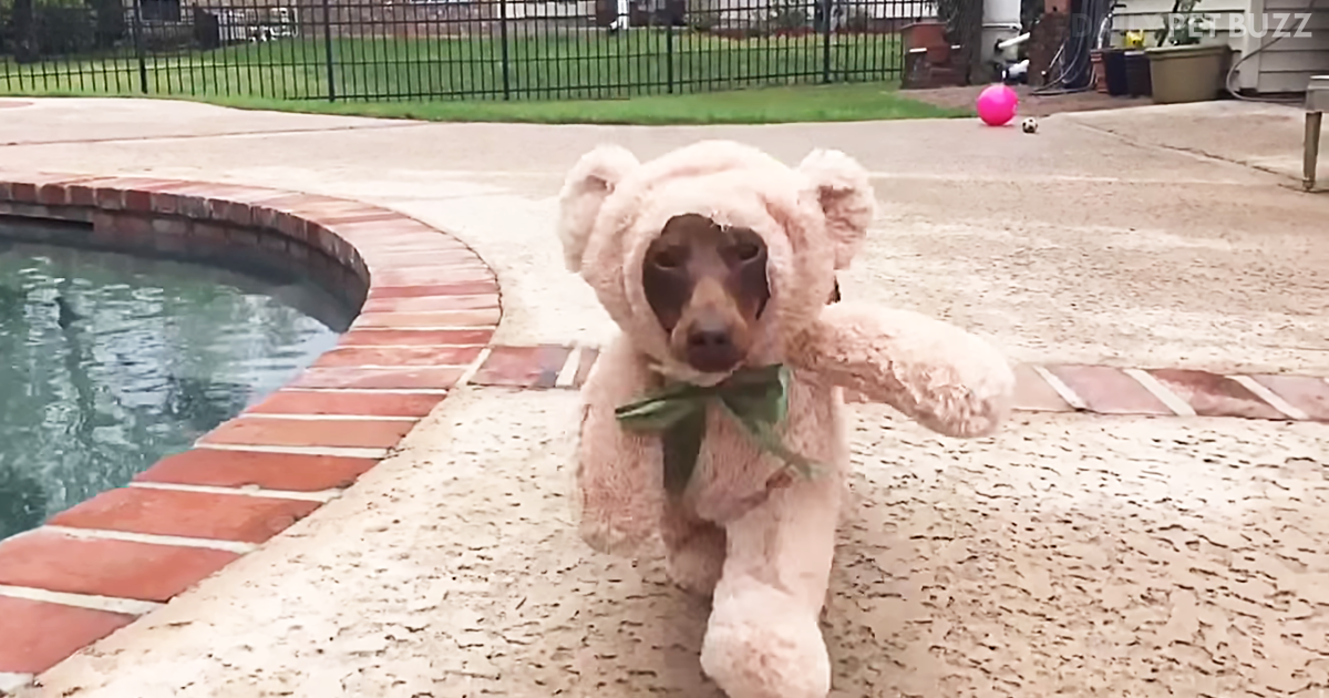 This Disguised Dachshund Should Be Off To The Woods For A Teddy Bear Picnic 