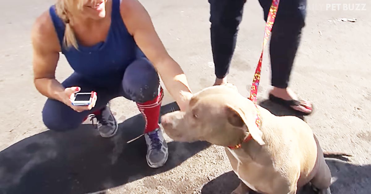 Hope For Paws Is Back And Rescuing The Sweetest Pitbull Ever And Her New Litter Of Pups
