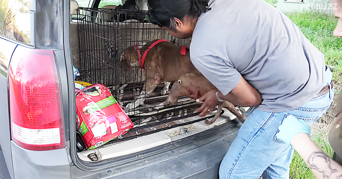Rescuers From Operation Houston Save Dog Moma And More In This Don't-Miss Rescue Story