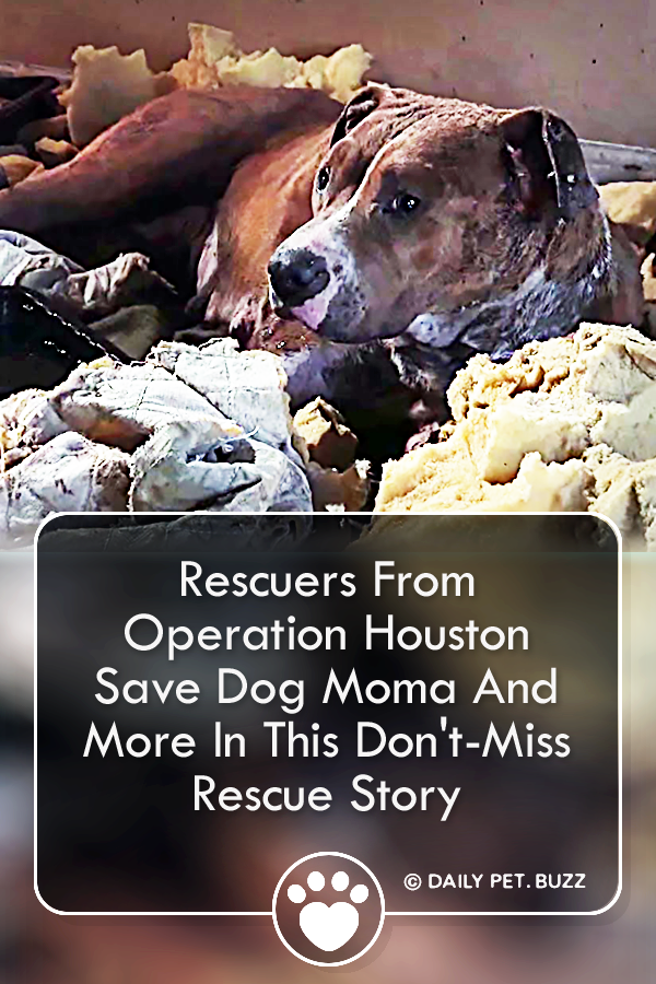 Rescuers From Operation Houston Save Dog Moma And More In This Don\'t-Miss Rescue Story