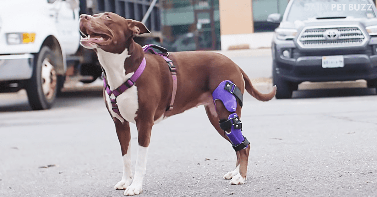"Bionic Vet" Makes Prosthetics For Pets, Helping Them Lead Wonderful Lives