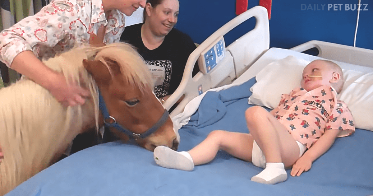 The Children In Hospital Are Delighted To Have A Miniature Horse Come To Visit
