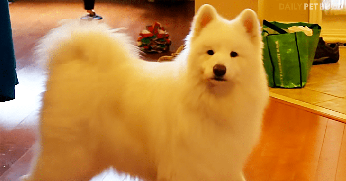 This Samoyed's Happy Dance For Walk Time Will Brighten Your Day