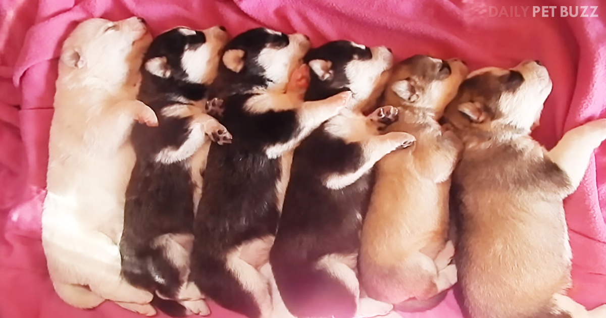 Six Little Husky Puppies Sleeping In A Row, Soon They Will Be Awake And Ready To Go