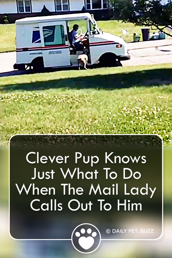 Clever Pup Knows Just What To Do When The Mail Lady Calls Out To Him