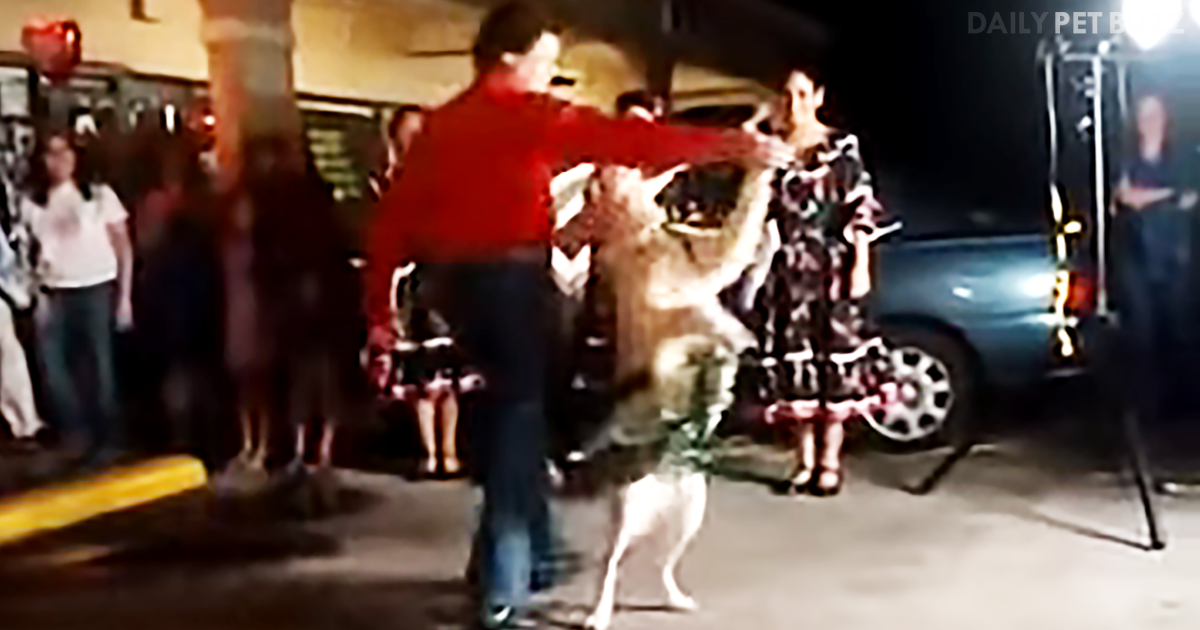 Dancing Golden Retriever Would Fit Right In At The Copacabana Doing The Merengue