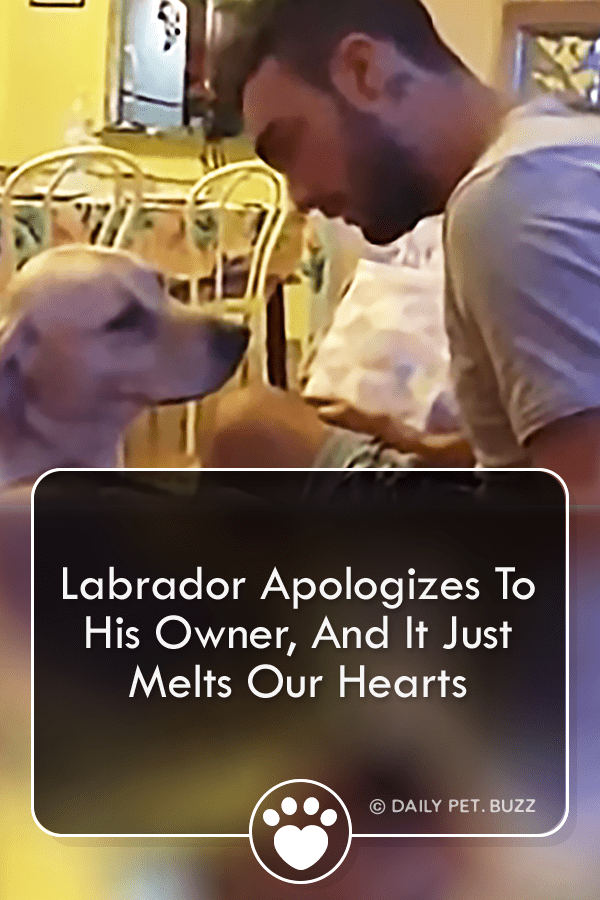 Labrador Apologizes To His Owner, And It Just Melts Our Hearts