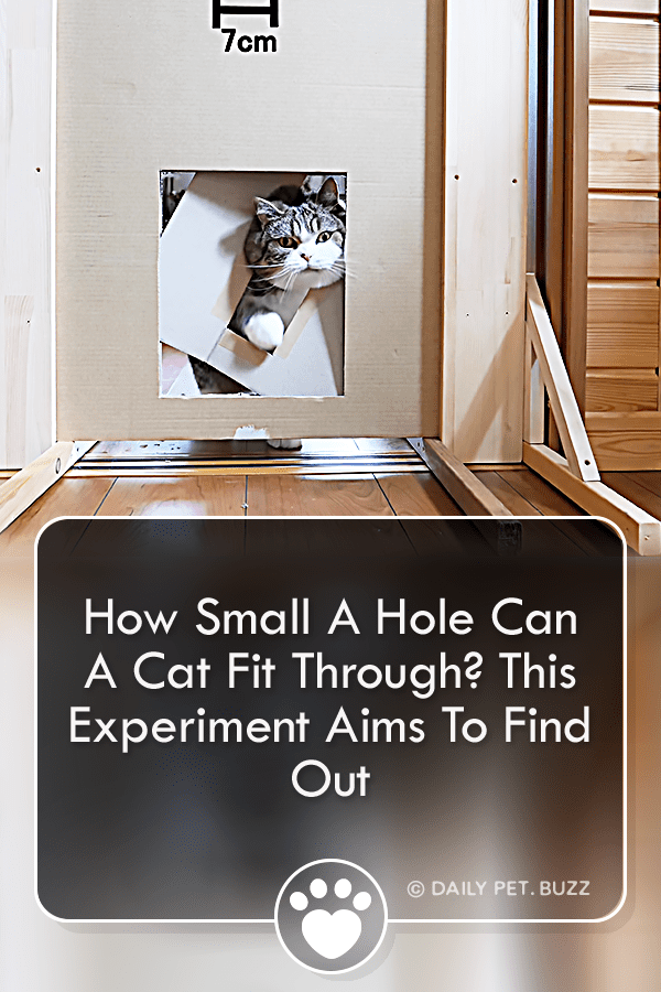 How Small A Hole Can A Cat Fit Through? This Experiment Aims To Find Out