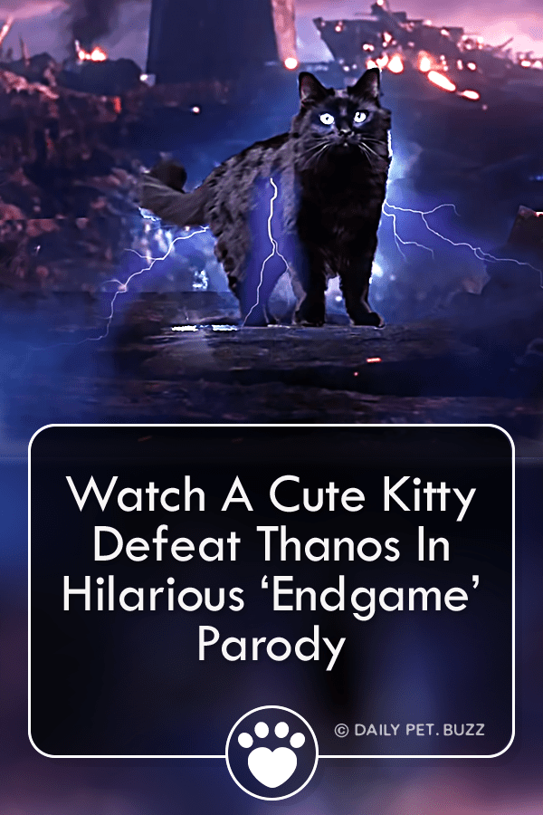 Watch A Cute Kitty Defeat Thanos In Hilarious ‘Endgame’ Parody