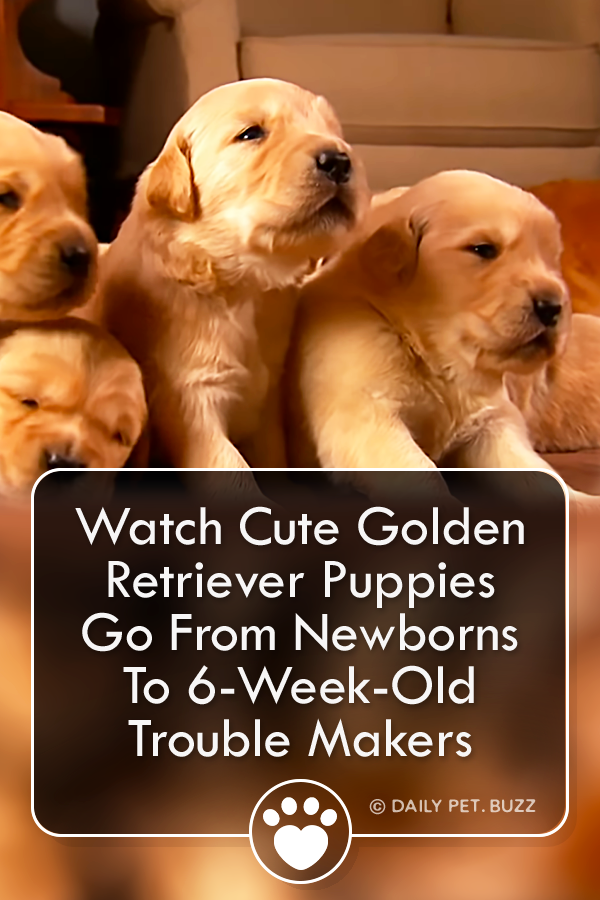 Watch Cute Golden Retriever Puppies Go From Newborns To 6-Week-Old Trouble Makers
