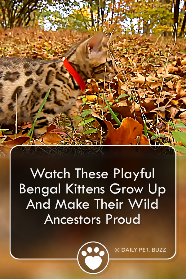 Adorable Bengal Kittens Grow Up Spotty And Spunky