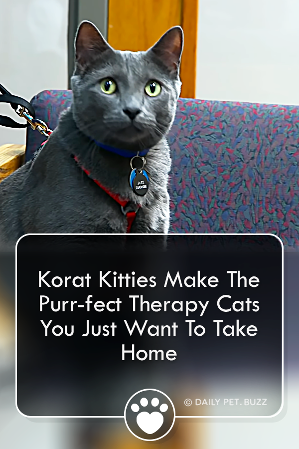 Korat Kitties Make The Purr-fect Therapy Cats You Just Want To Take Home