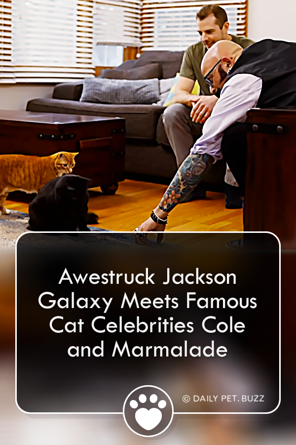 Awestruck Jackson Galaxy Meets Famous Cat Celebrities Cole and Marmalade