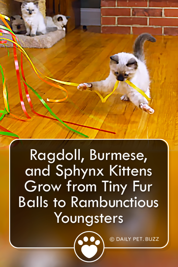 Ragdoll, Burmese, and Sphynx Kittens Grow from Tiny Fur Balls to Rambunctious Youngsters