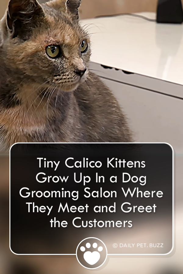 Tiny Calico Kittens Grow Up In a Dog Grooming Salon Where They Meet and Greet the Customers