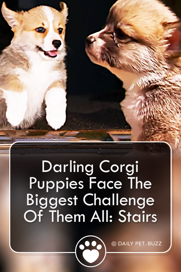 Darling Corgi Puppies Face The Biggest Challenge Of Them All: Stairs
