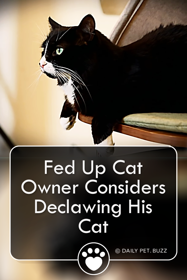 Fed Up Cat Owner Considers Declawing His Cat