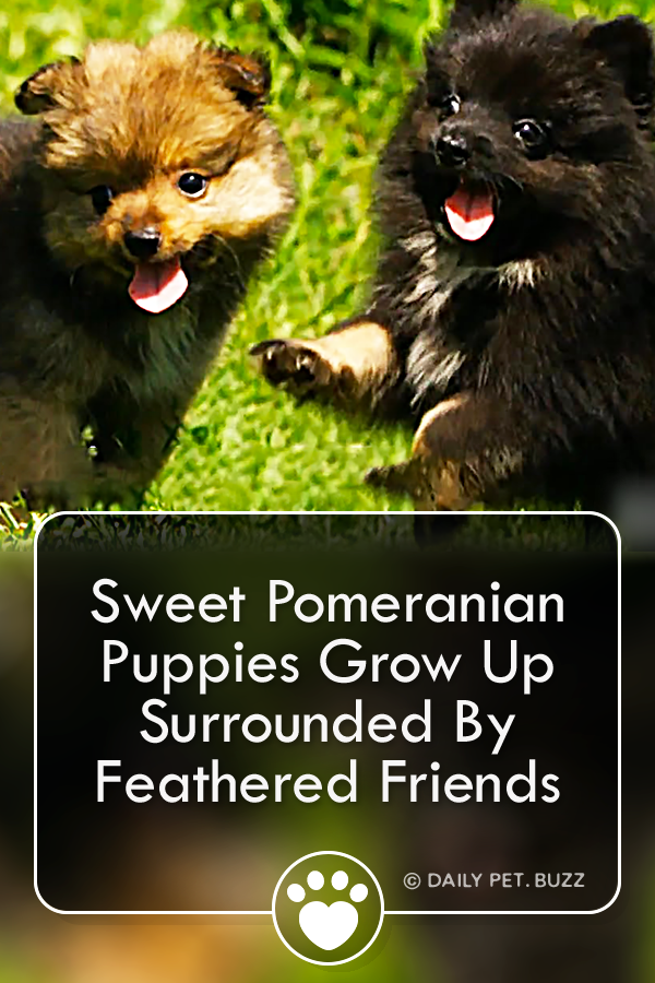 Sweet Pomeranian Puppies Grow Up Surrounded By Feathered Friends