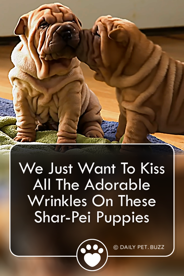 We Just Want To Kiss All The Adorable Wrinkles On These Shar-Pei Puppies
