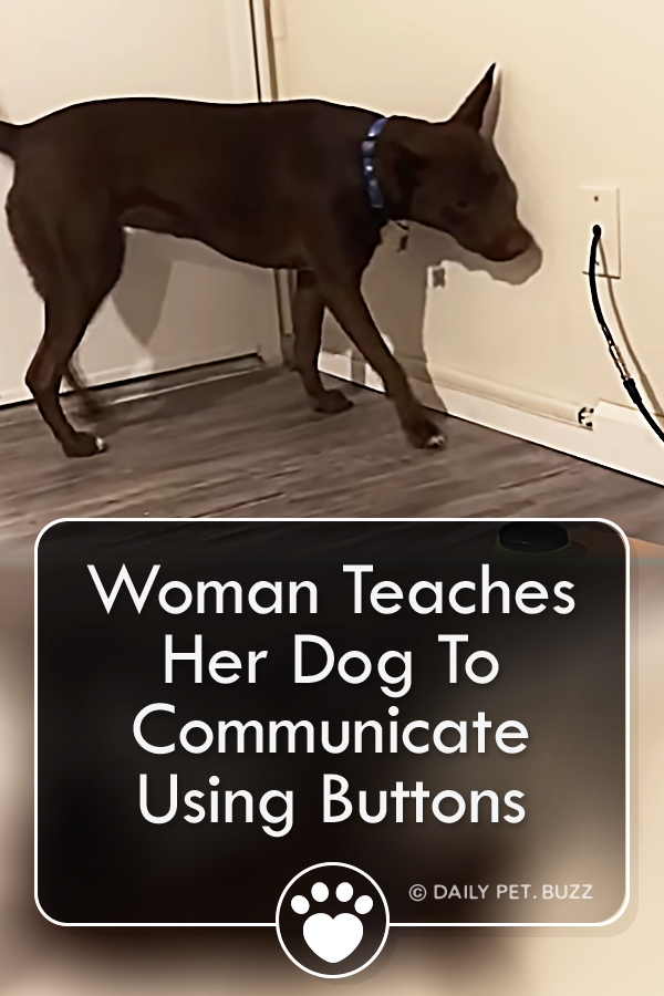 Woman Teaches Her Dog To Communicate Using Buttons