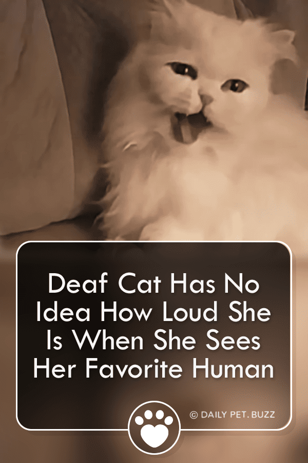Deaf Cat Has No Idea How Loud She Is When She Sees Her Favorite Human