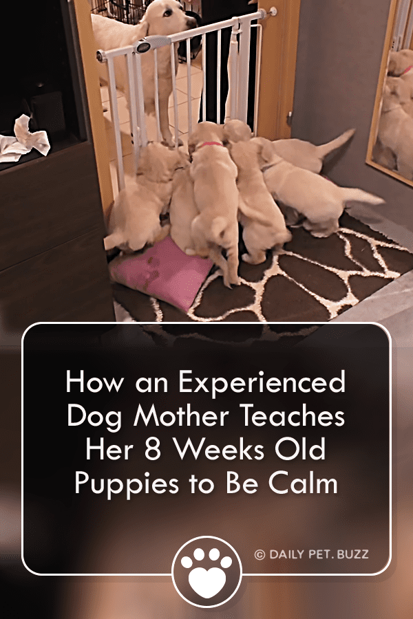 How an Experienced Dog Mother Teaches Her 8 Weeks Old Puppies to Be Calm