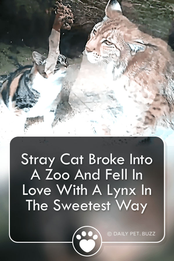Housecat Cat Breaks Into Zoo To Share The Sweetest Moment With A Lynx
