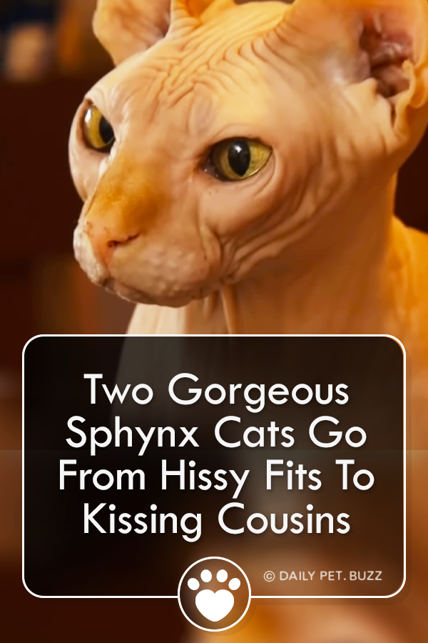 Two Gorgeous Sphynx Cats Go From Hissy Fits To Kissing Cousins