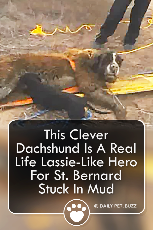 This Clever Dachshund Is A Real Life Lassie-Like Hero For St. Bernard Stuck In Mud