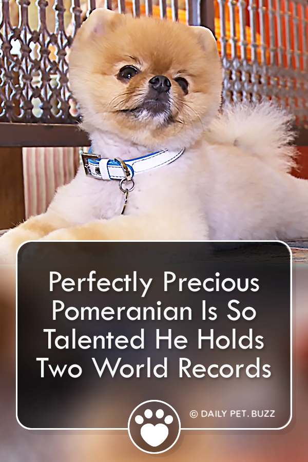 Perfectly Precious Pomeranian Is So Talented He Holds Two World Records