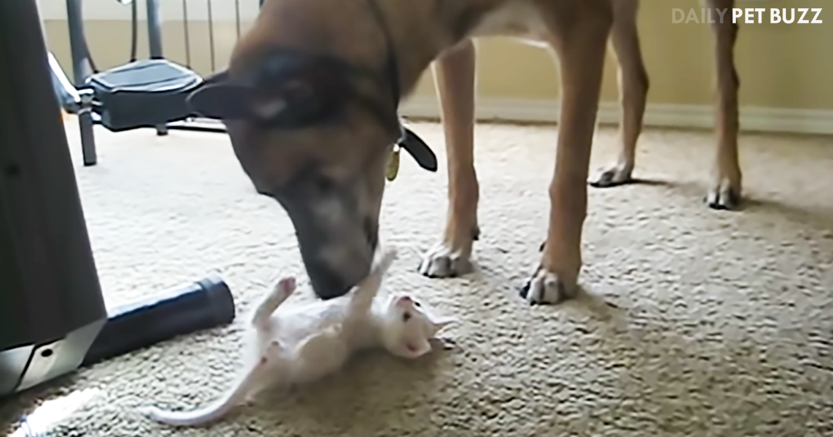 Retired Military Dog Meets New Tiny Kitten Sibling And It Is Love At First Sight