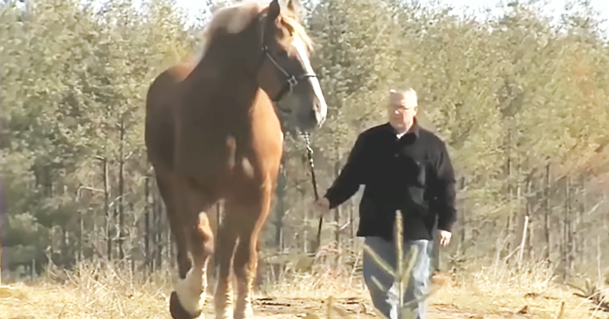 You Won't Believe How Tall This Horse Is – 'Big Jake' Certainly Lives Up To His Name 