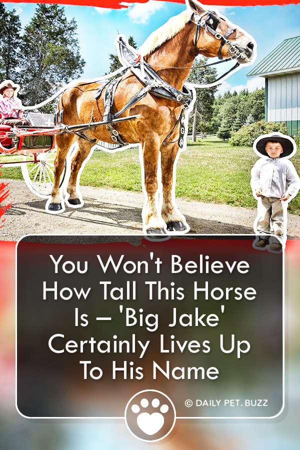 You Won\'t Believe How Tall This Horse Is – \'Big Jake\' Certainly Lives Up To His Name
