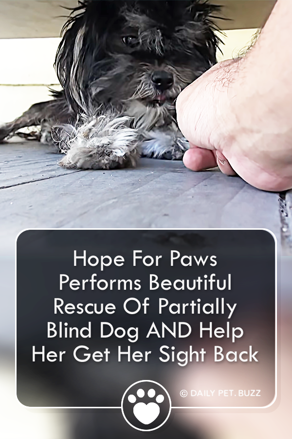 Hope For Paws Performs Beautiful Rescue Of Partially Blind Dog AND Help Her Get Her Sight Back