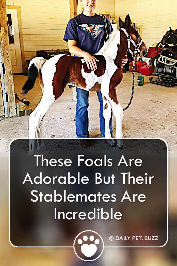 These Foals Are Adorable But Their Stablemates Are Incredible