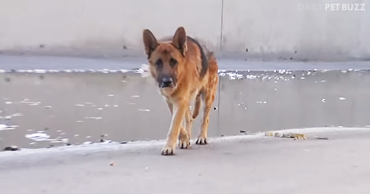 It Was A Community Effort To Save This German Shepherd From An LA River