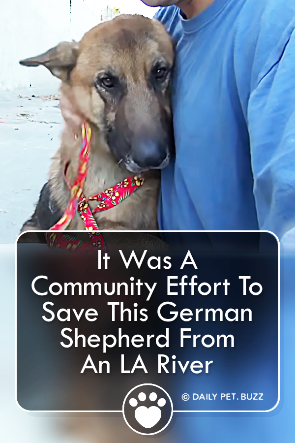 It Was A Community Effort To Save This German Shepherd From An LA River