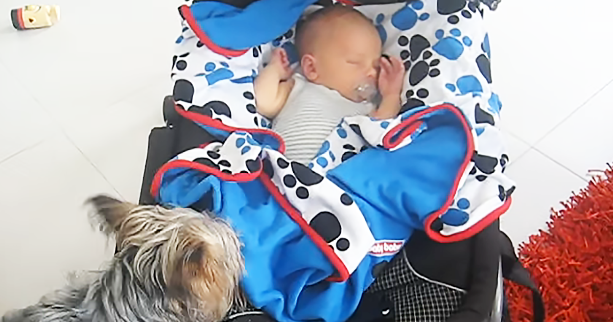 'Yorkie Pup Sweetly Makes Sure Her New Baby Human Is Covered Properly