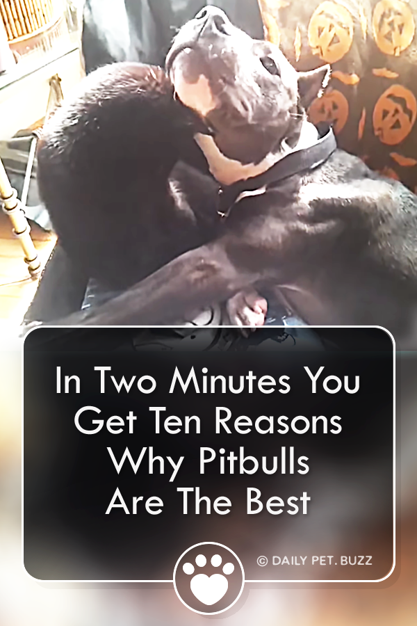 In Two Minutes You Get Ten Reasons Why Pitbulls Are The Best