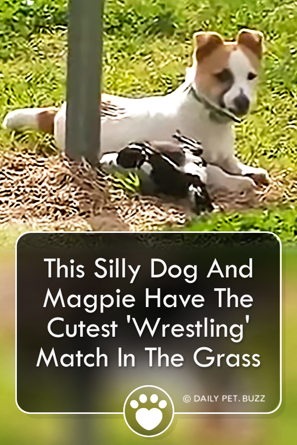 This Silly Dog And Magpie Have The Cutest \'Wrestling\' Match In The Grass