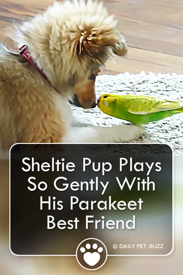 Sheltie Pup Plays So Gently With His Parakeet Best Friend
