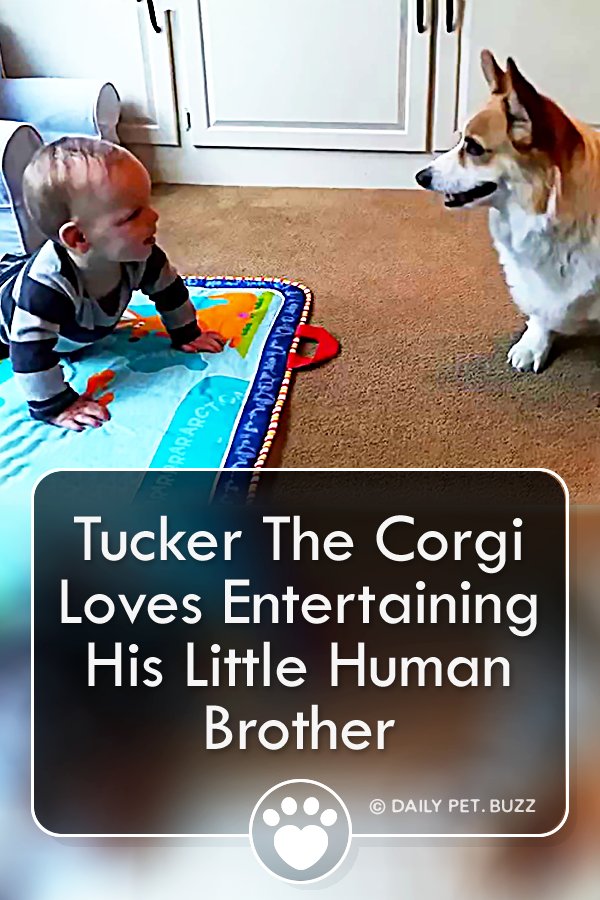 Tucker The Corgi Loves Entertaining His Little Human Brother