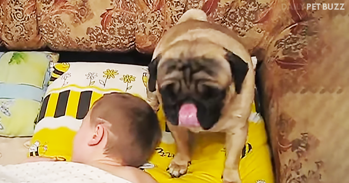 Pug Pup Insistently Tries To Wake His Friend And There Are A Lot Of Kisses Involved