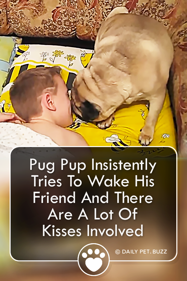 Pug Pup Insistently Tries To Wake His Friend And There Are A Lot Of Kisses Involved