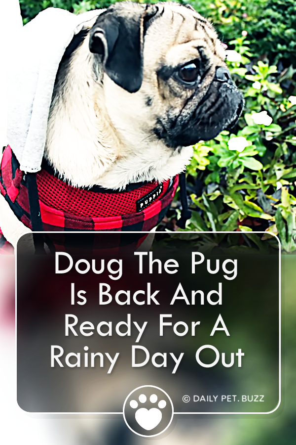 Doug The Pug Is Back And Ready For A Rainy Day Out